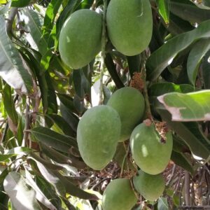 انبه کال و سبز ١٠ کیلویی