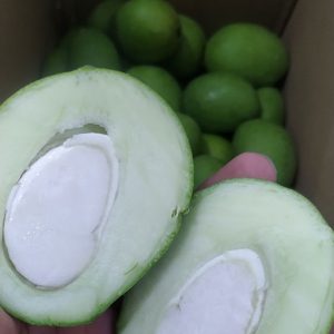 خرید انبه کال بدون هسته مخصوص ترشی